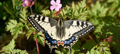 Naturfoto- und -filmabend 2026