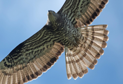Vechiger Naturjuwelen - erkennen, schätzen, fördern Vechiger Naturjuwelen - erkennen, schätzen, fördern